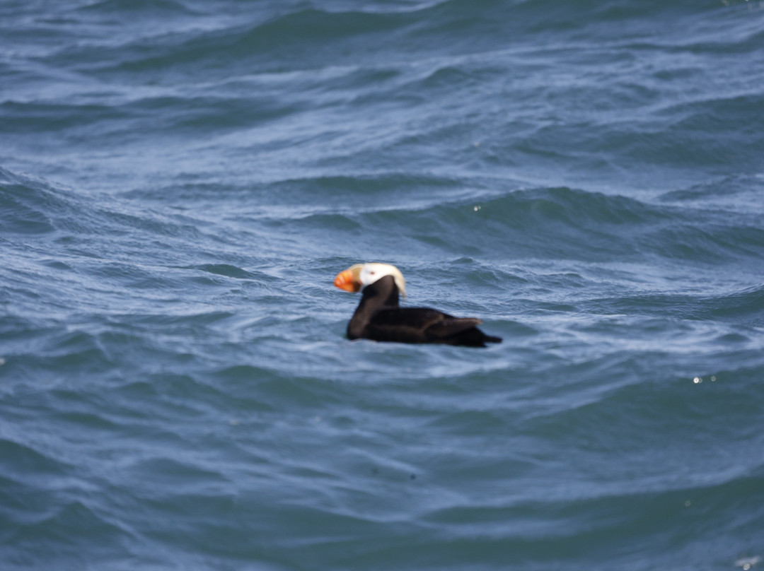 Tutka Tours-荷马必去景点