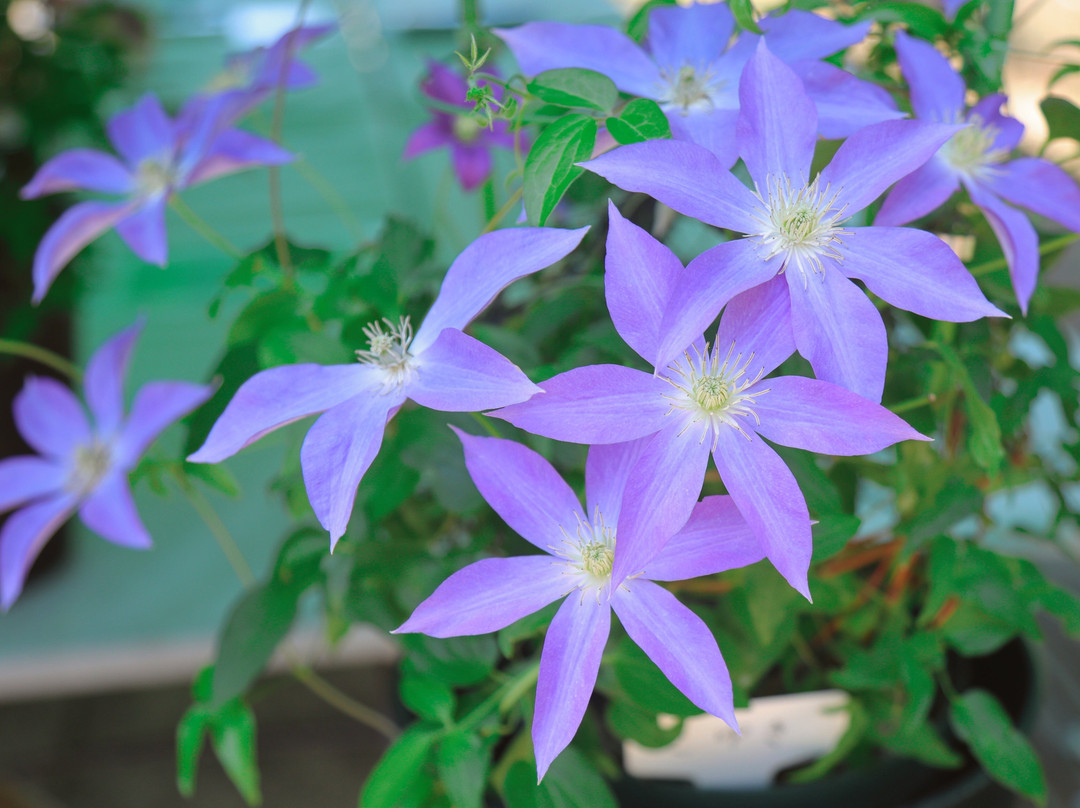 Tsukuba Botanical Garden-筑波市必去景点