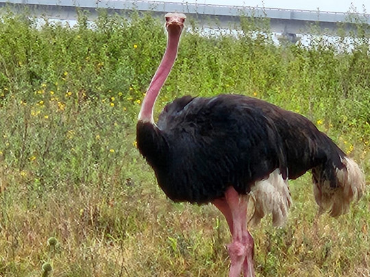 Bush Thorns Adventures and Safaris-内罗毕必去景点