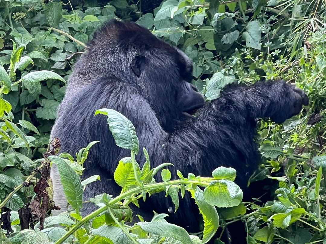 EcoTours Rwanda-吉佳利必去景点