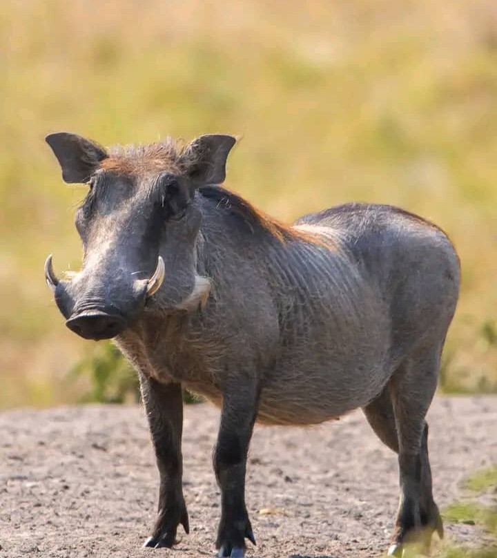 Cream Tours & Safaris-Mbarara必去景点