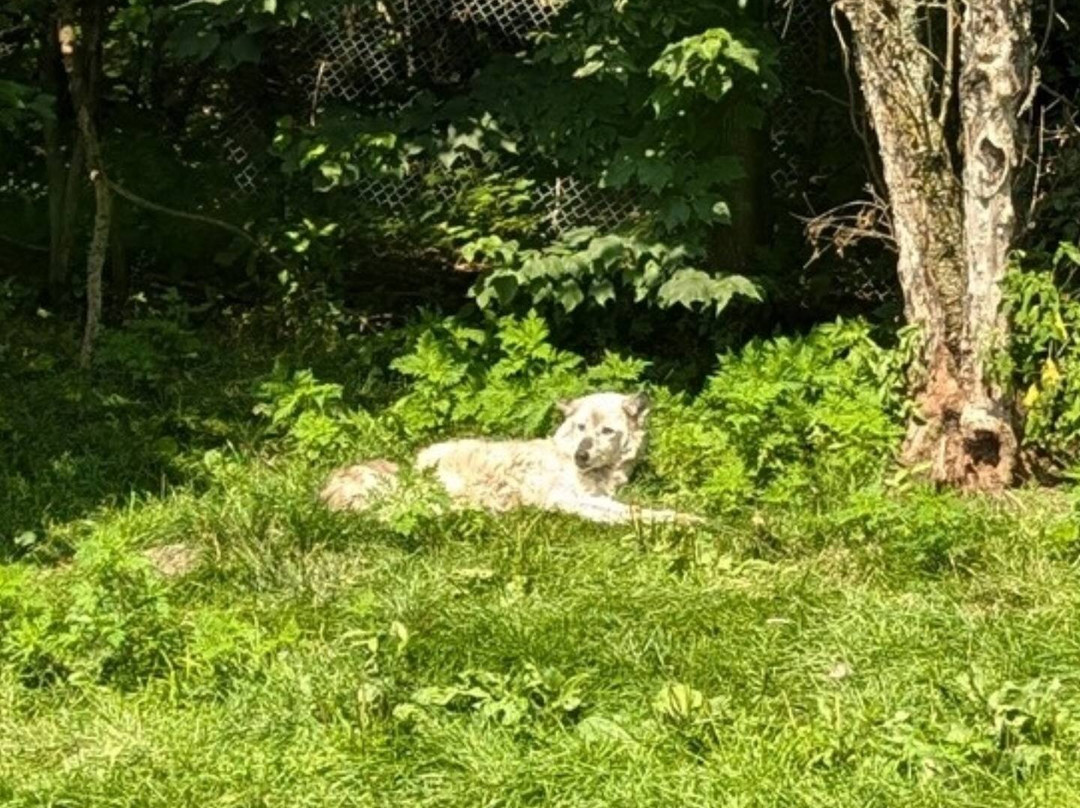 Haliburton Forest Wolf Centre景点图片