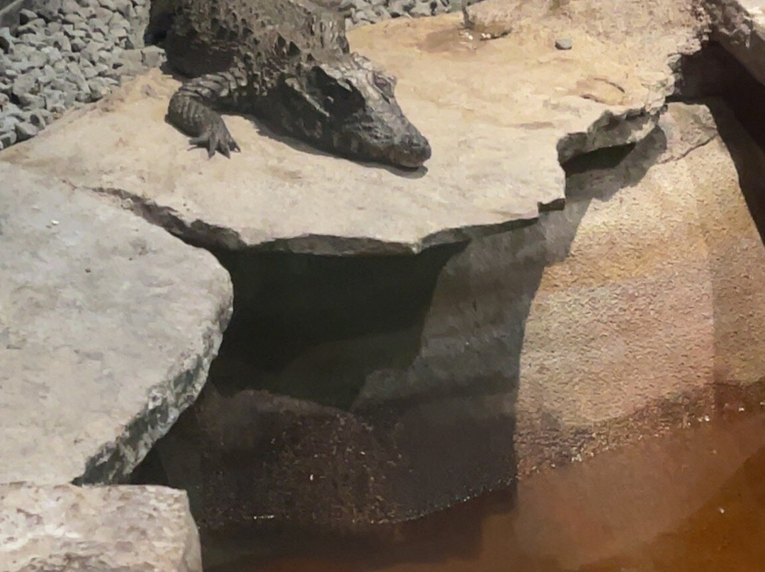 Pangea Park景点图片