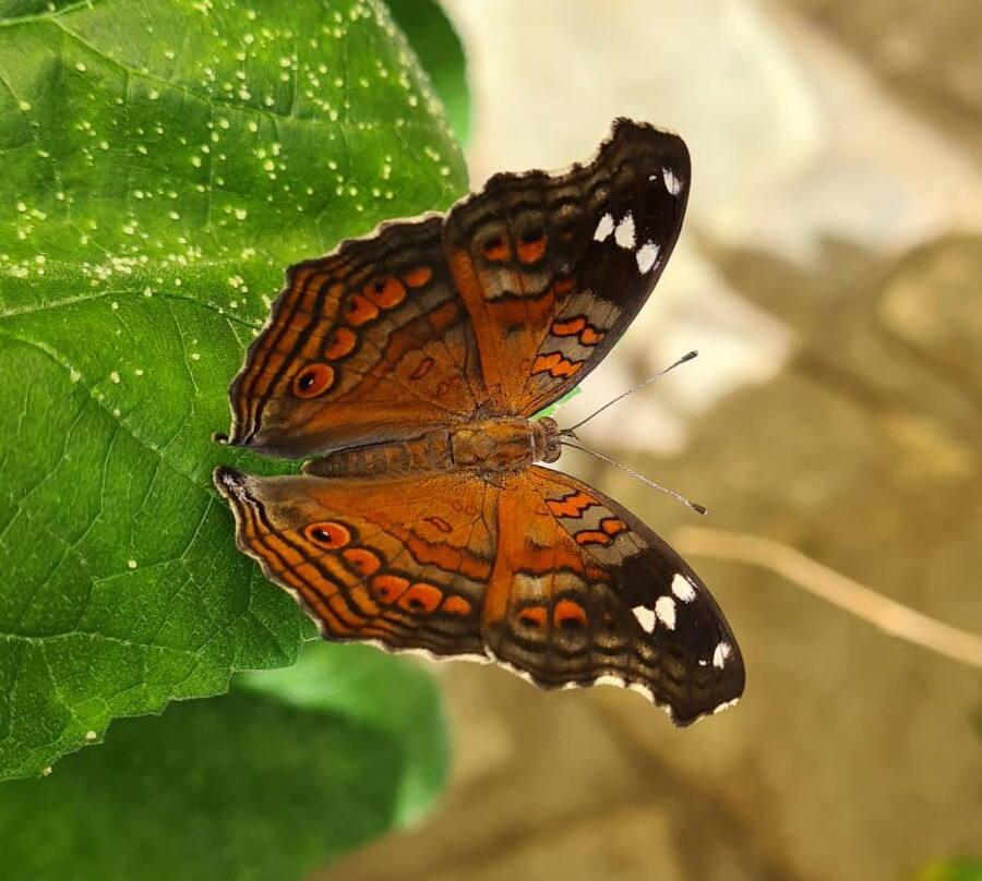 Butterfly Paradise:"Papiliorama"-Havelte必去景点