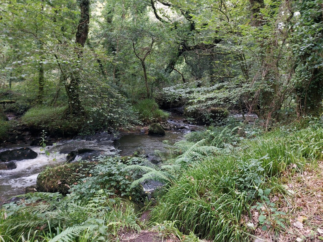 Luxulyan Valley Circular Walk景点图片