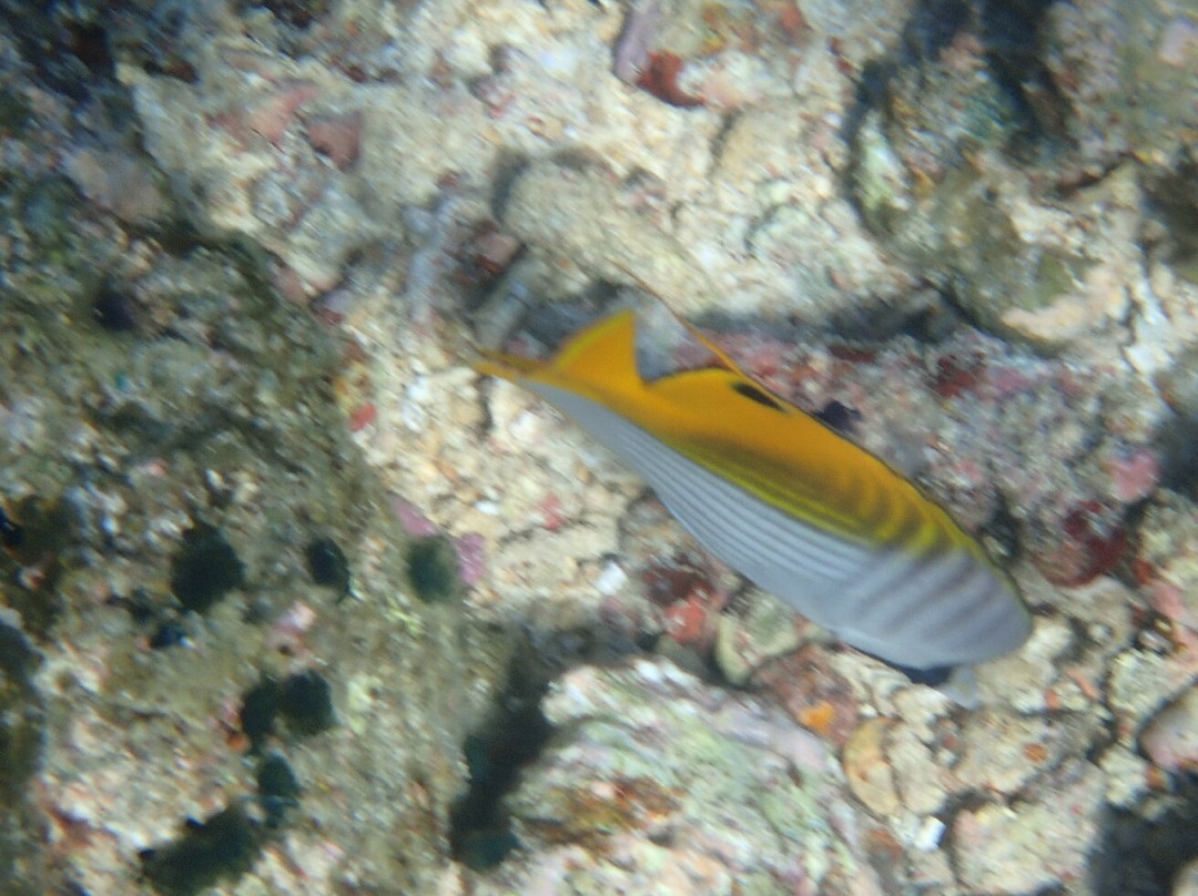 Reef Tour Mafia Island景点图片