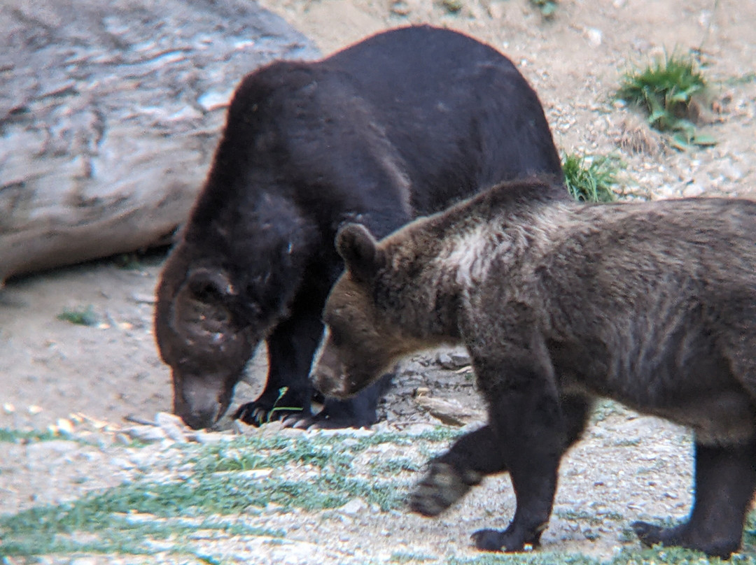 Absolute Carpathian-布拉索夫必去景点