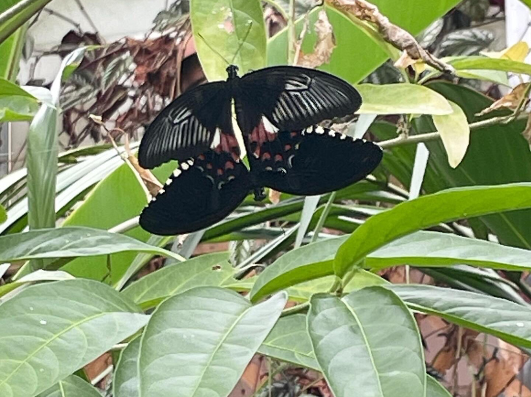 Butterfly World-斯托克顿提斯必去景点