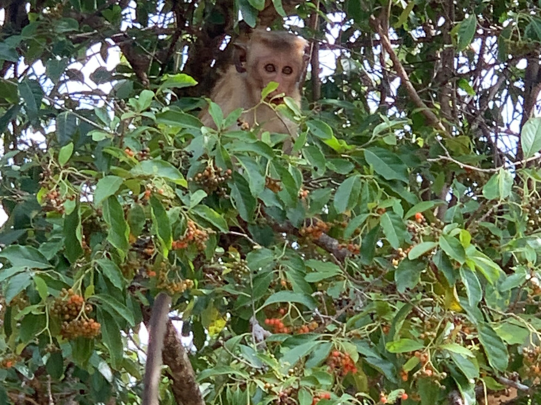 Udawalawa Wild Way Safari Tours-Kirindiwela必去景点