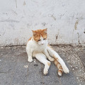 victorcyho