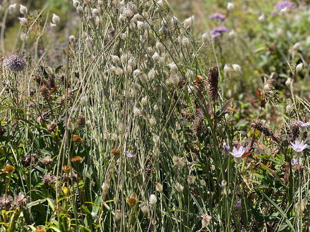 Flore-Alpe Alpine Botanical Garden-Champex必去景点