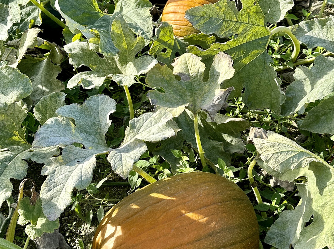 Emma Lea Farms-Delta必去景点