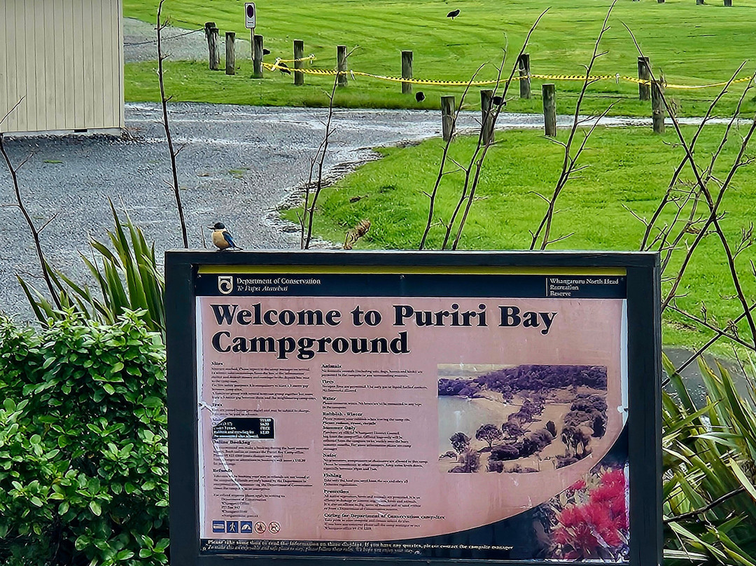 Puriri Bay Doc Camp