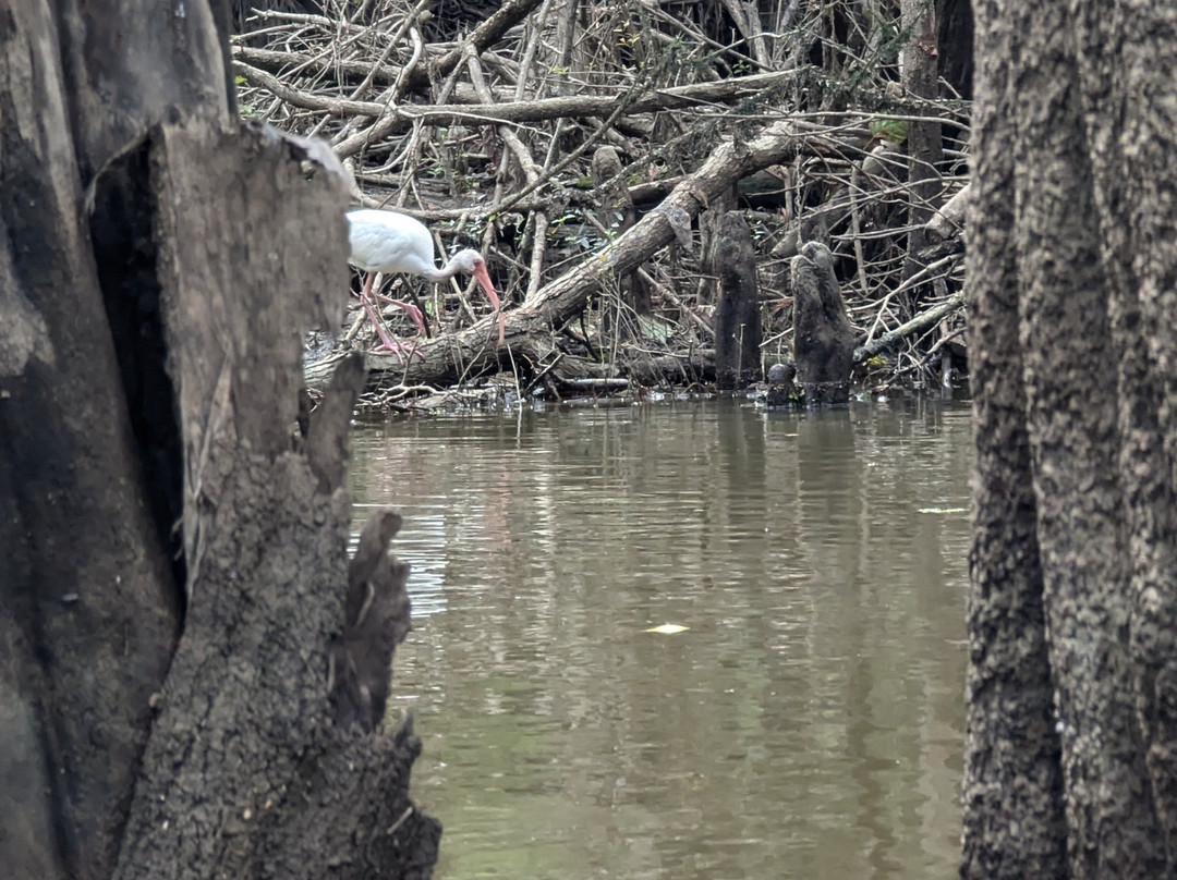 Honey Island Kayak Tours景点图片