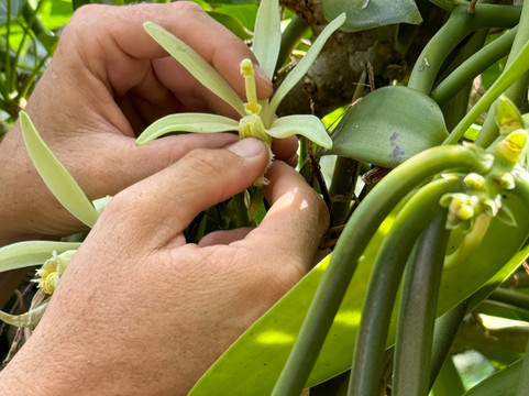 Vanilla Tours-塔哈岛必去景点