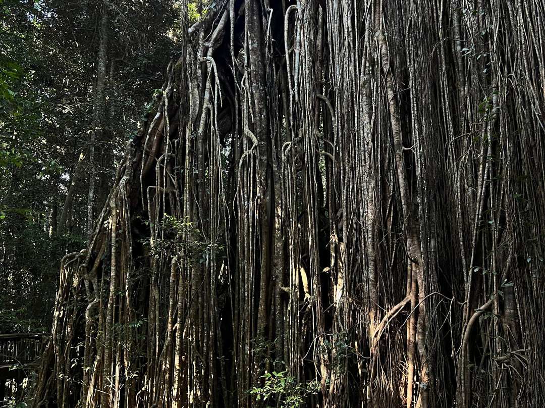 Curtain Fig National Park-Yungaburra必去景点