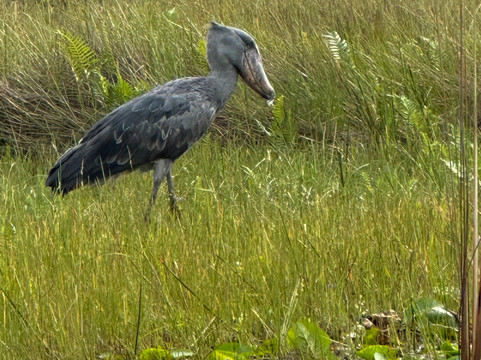 Kaizer Africa safaris-恩德培必去景点