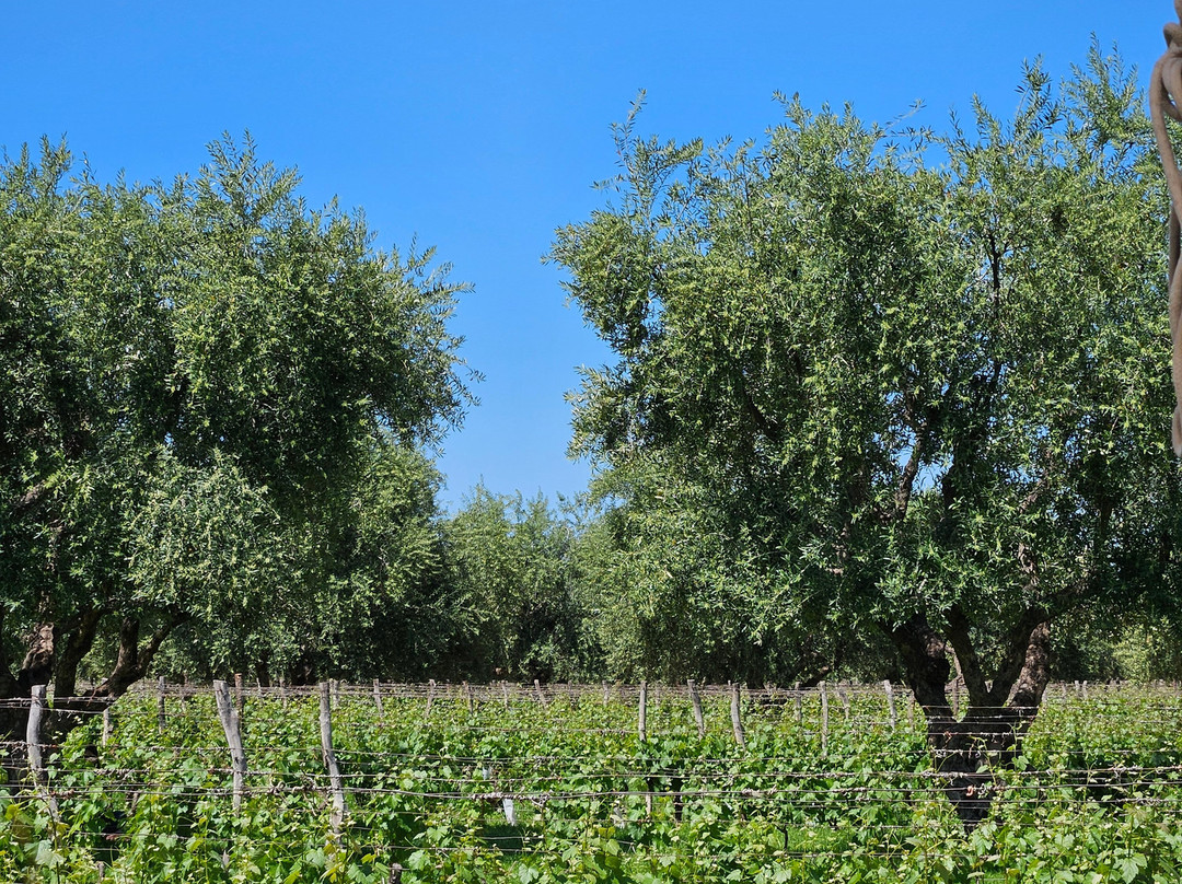 Passeios Vinícola Mendoza-门多萨必去景点