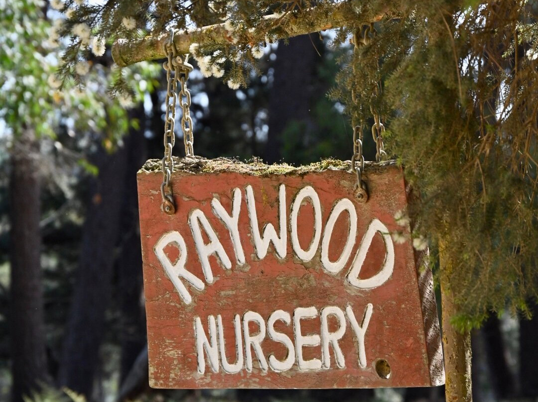 Raywood Nursery景点图片
