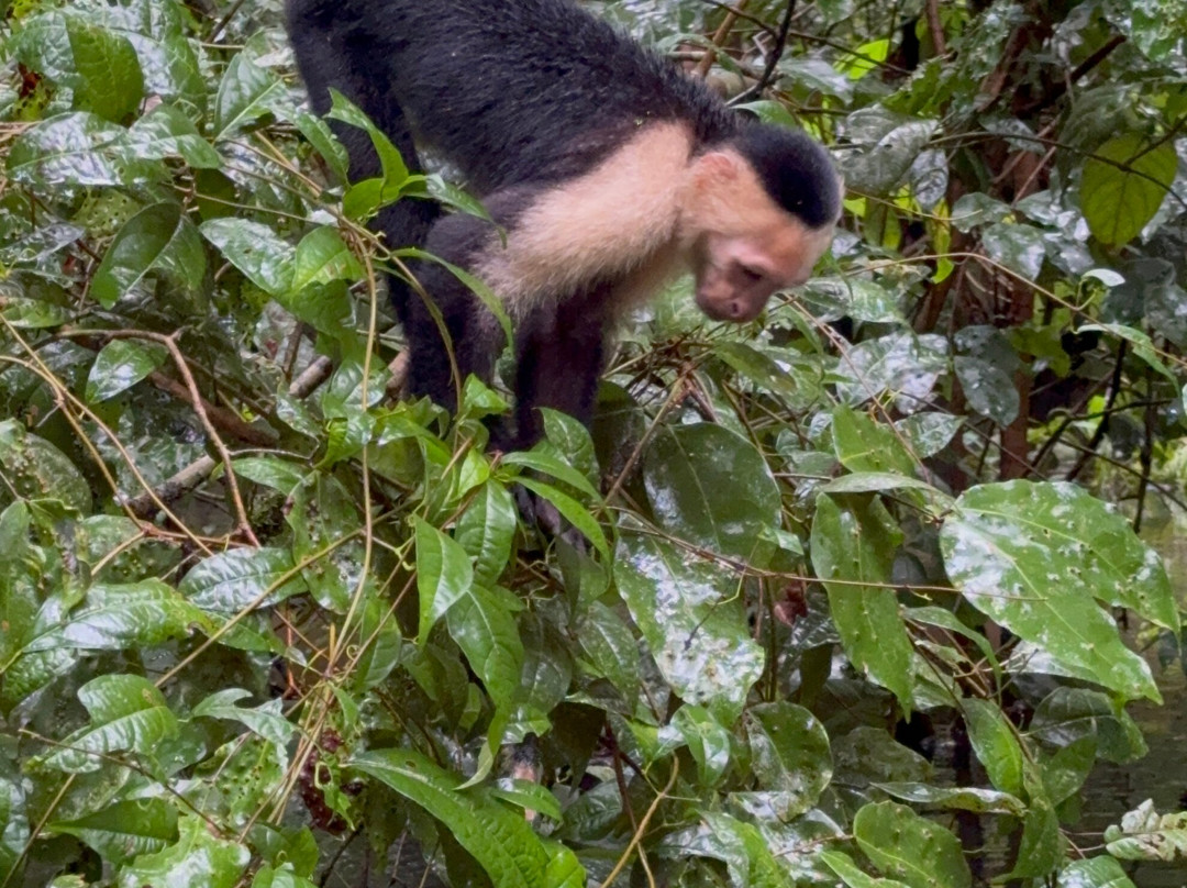 Tortuguero Infocenter Tours景点图片