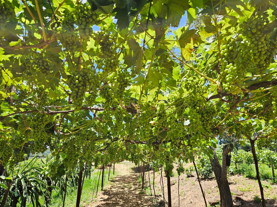 Vinícola Ifanger-维涅杜必去景点