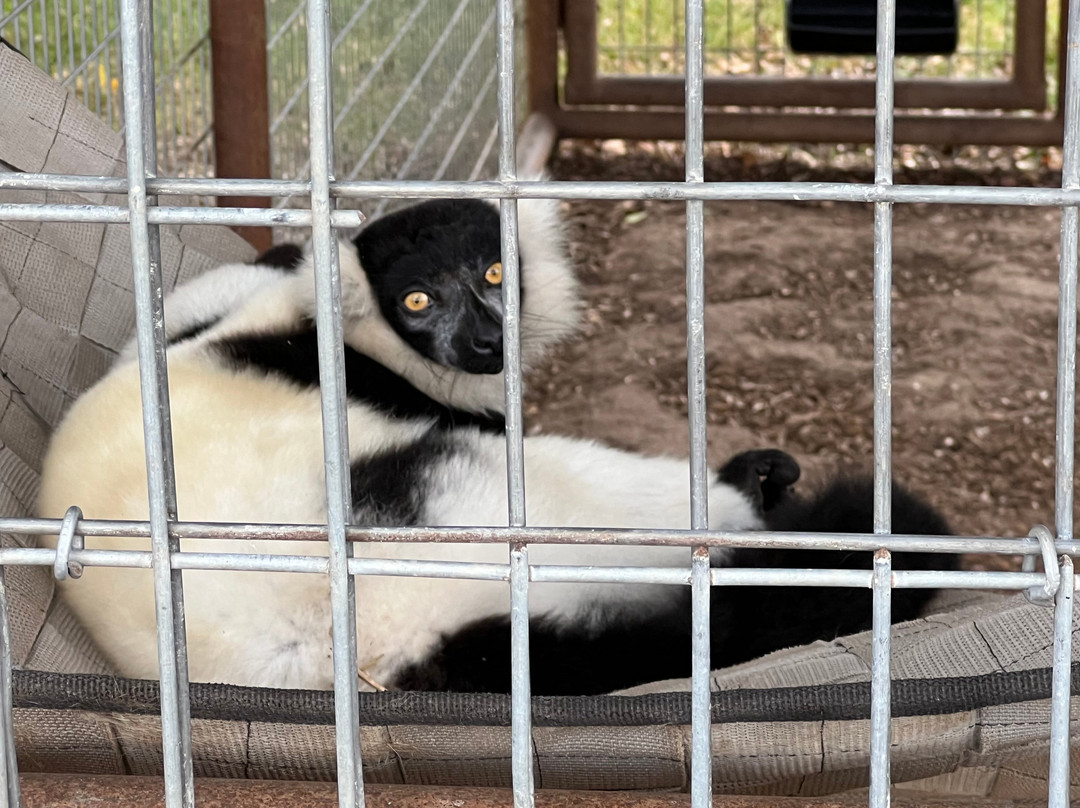 Franklin Drive Thru Safari-Franklin必去景点