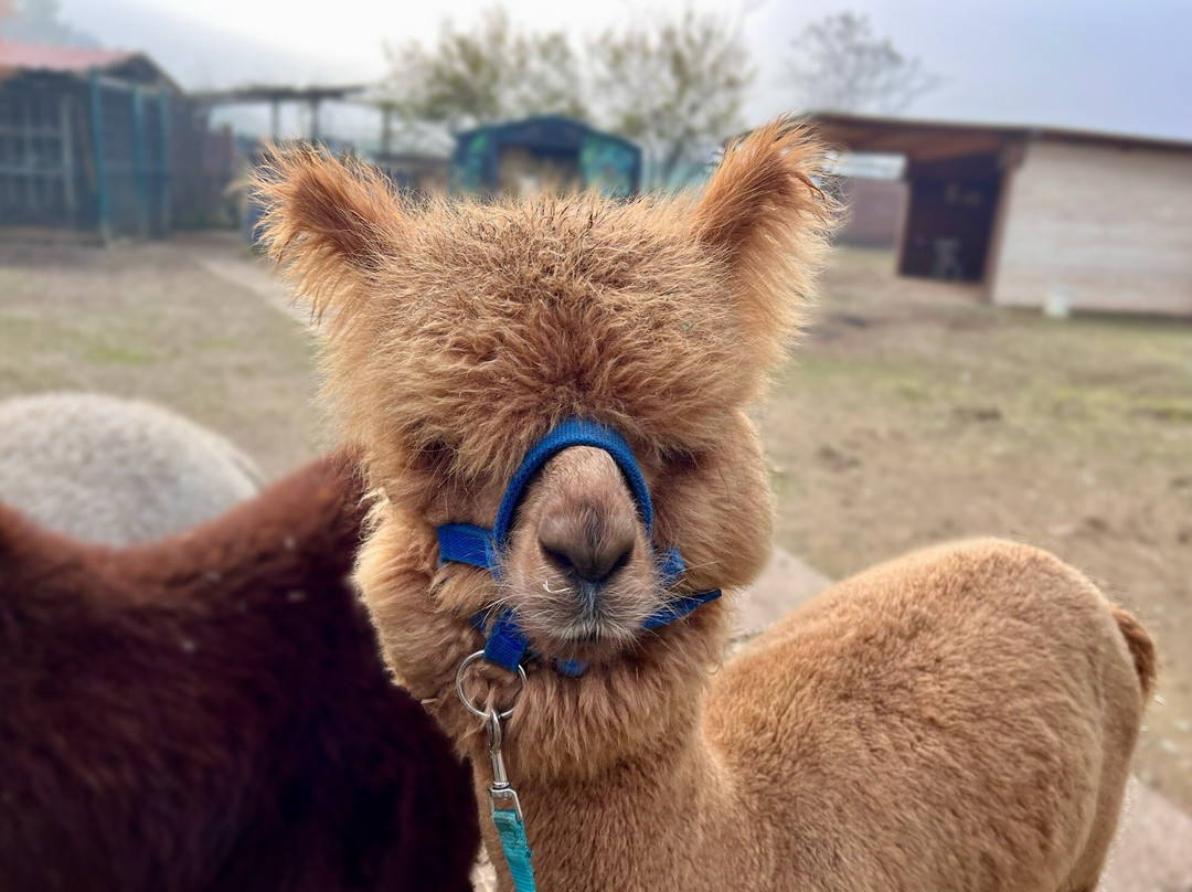 Alpacamp Il Campo Degli Angeli景点图片