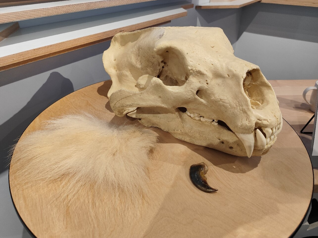 Polar Bears International-丘吉尔必去景点