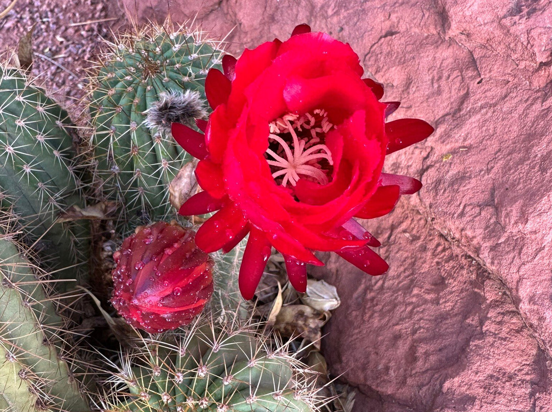 Red Hills Desert Garden-圣乔治必去景点