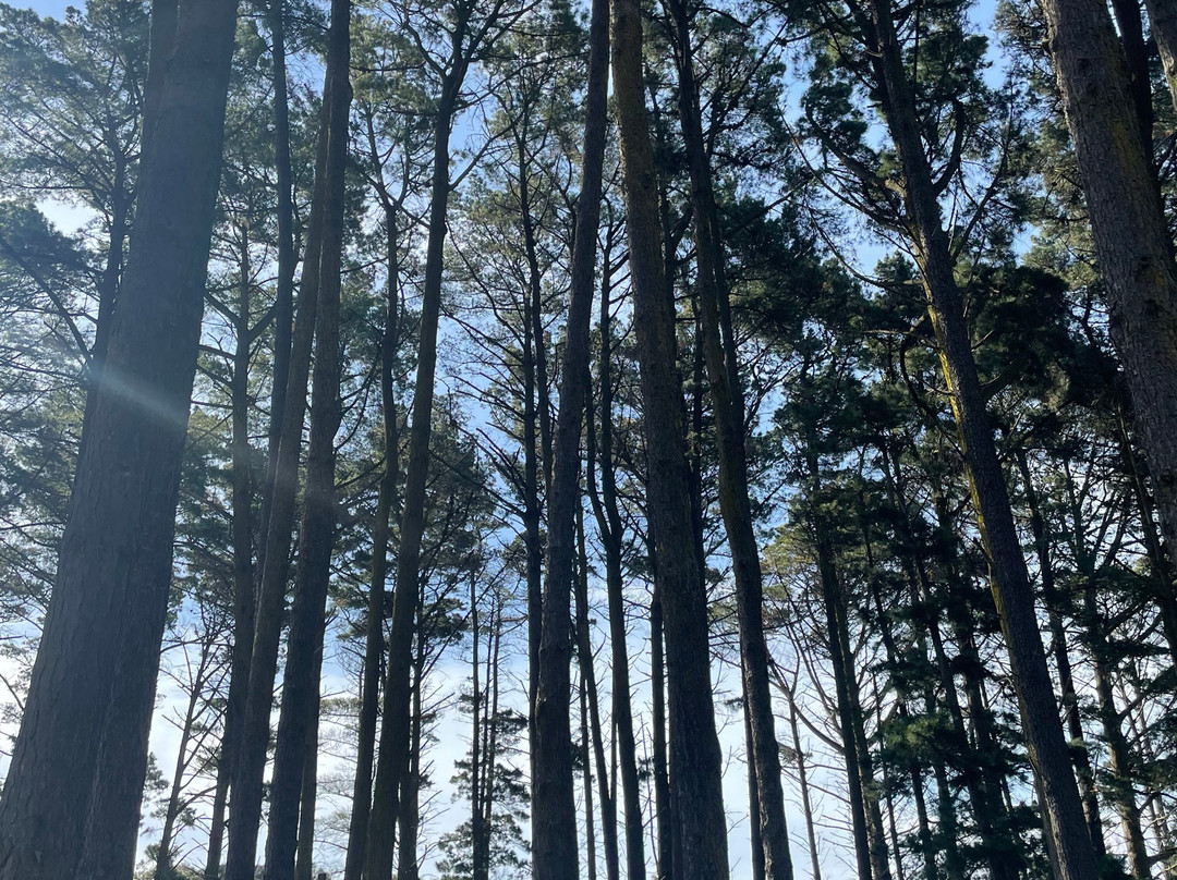 Fingal Picnic Area景点图片