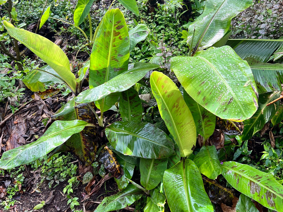 Hidden Valley Permaculture Farm景点图片