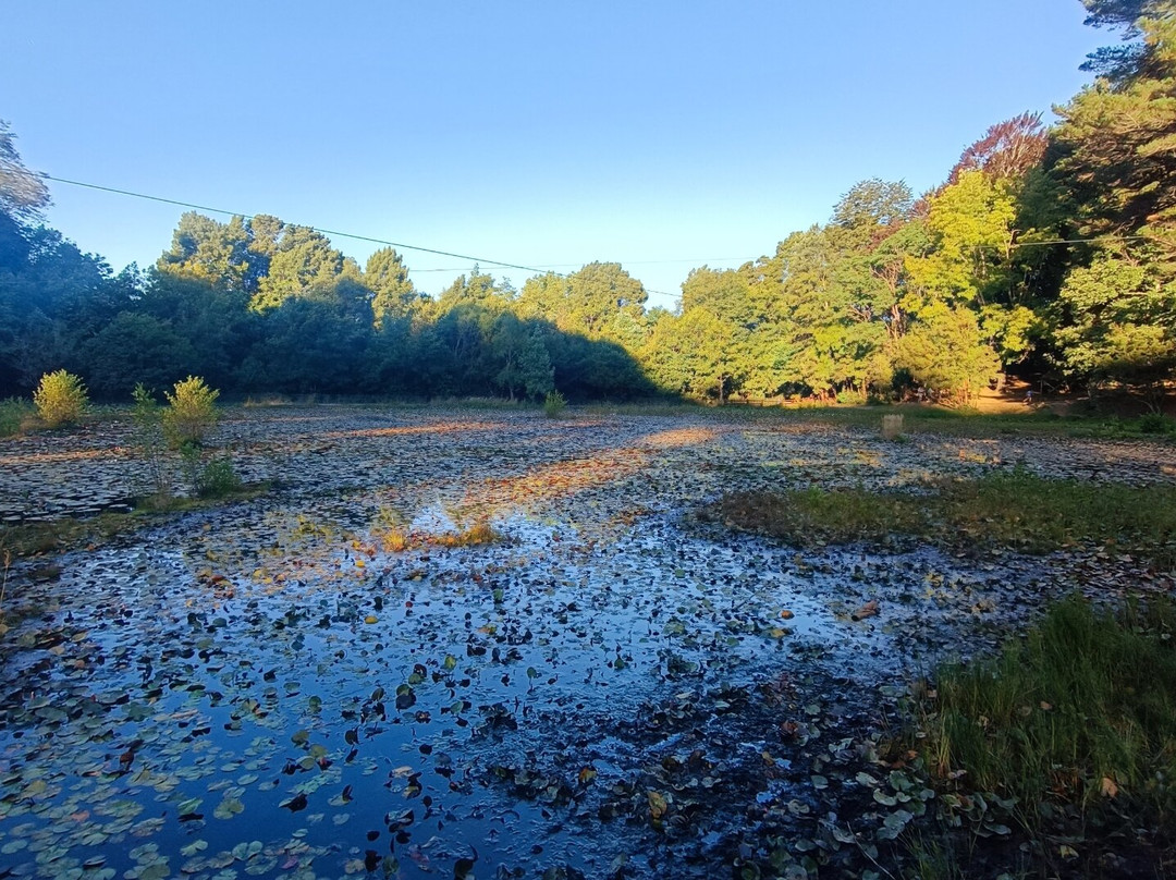 Parque Saval-瓦尔迪维亚必去景点