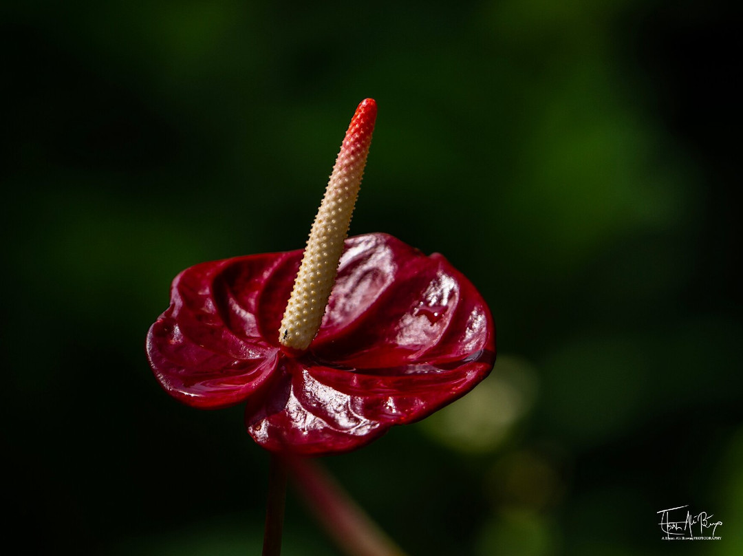 Exotic Adventures-Delgoda必去景点