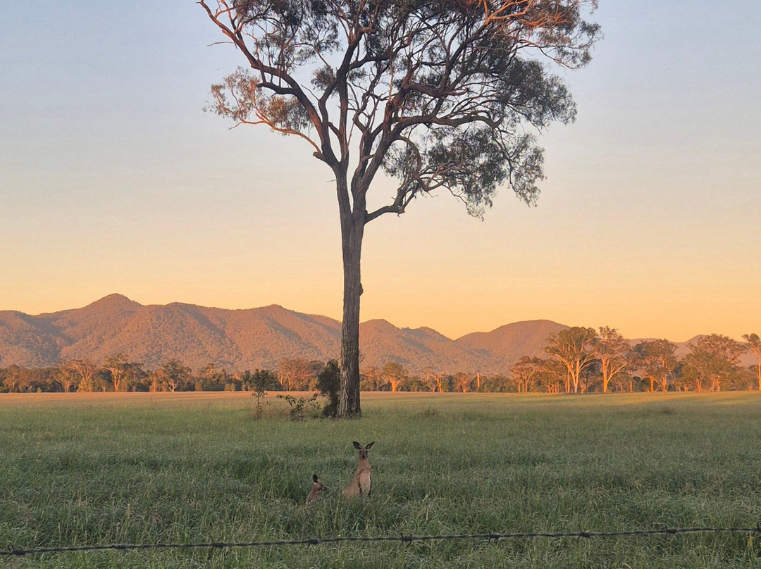 Koorawatha Homestead Motel主图