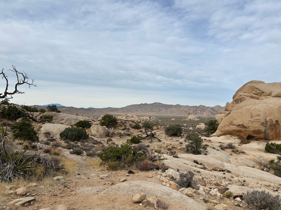 Ryan Mountain-约书亚树国家公园必去景点