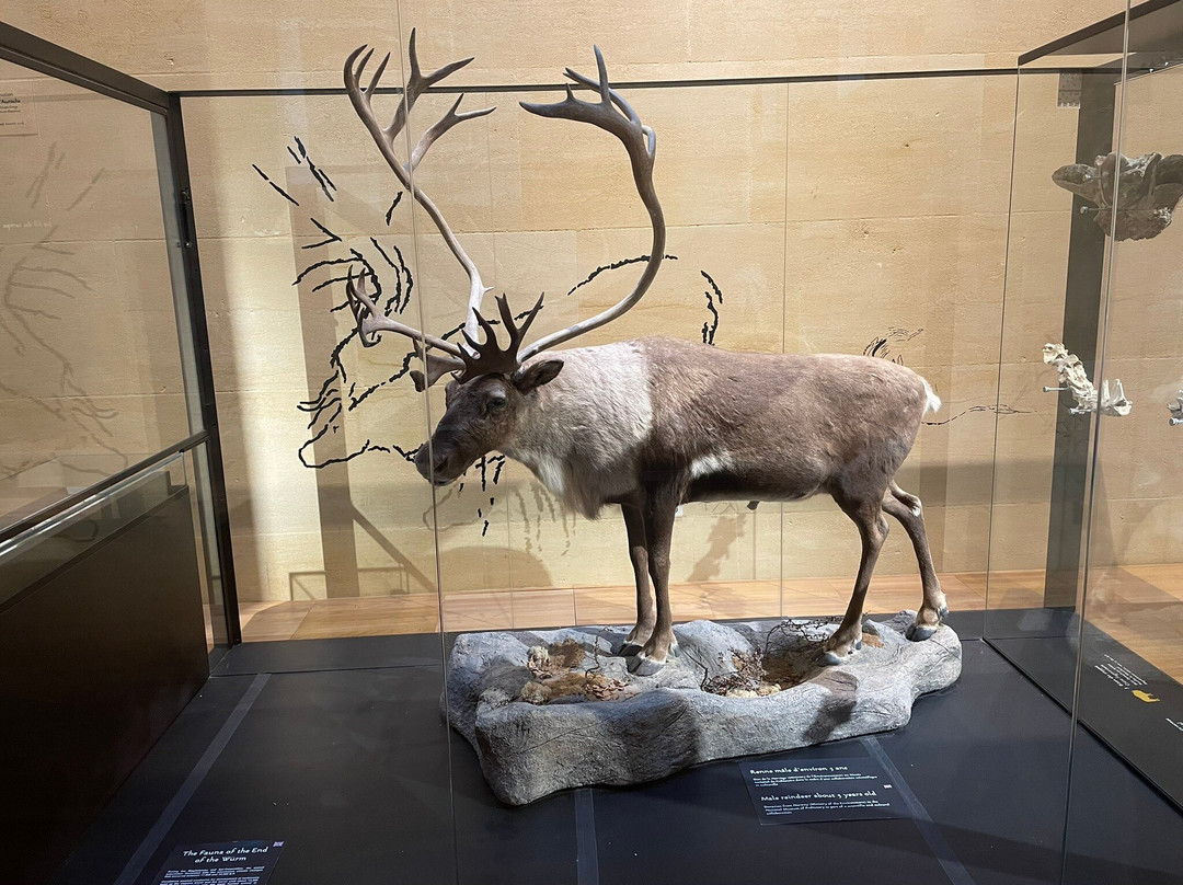 Musee National de Prehistoire景点图片