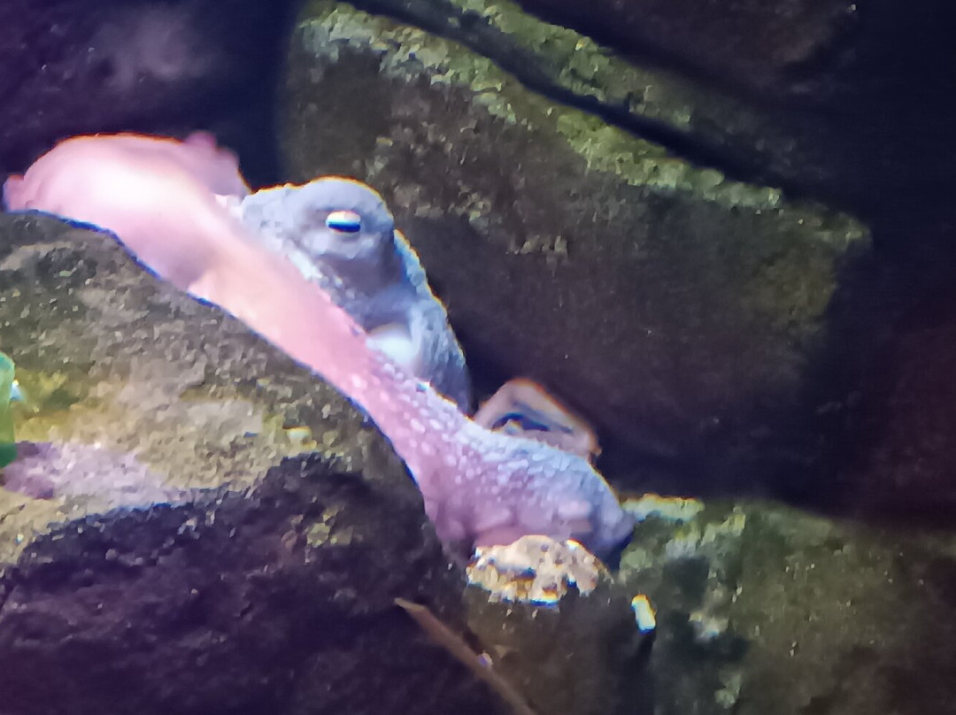 Gardaland SEA LIFE Aquarium景点图片