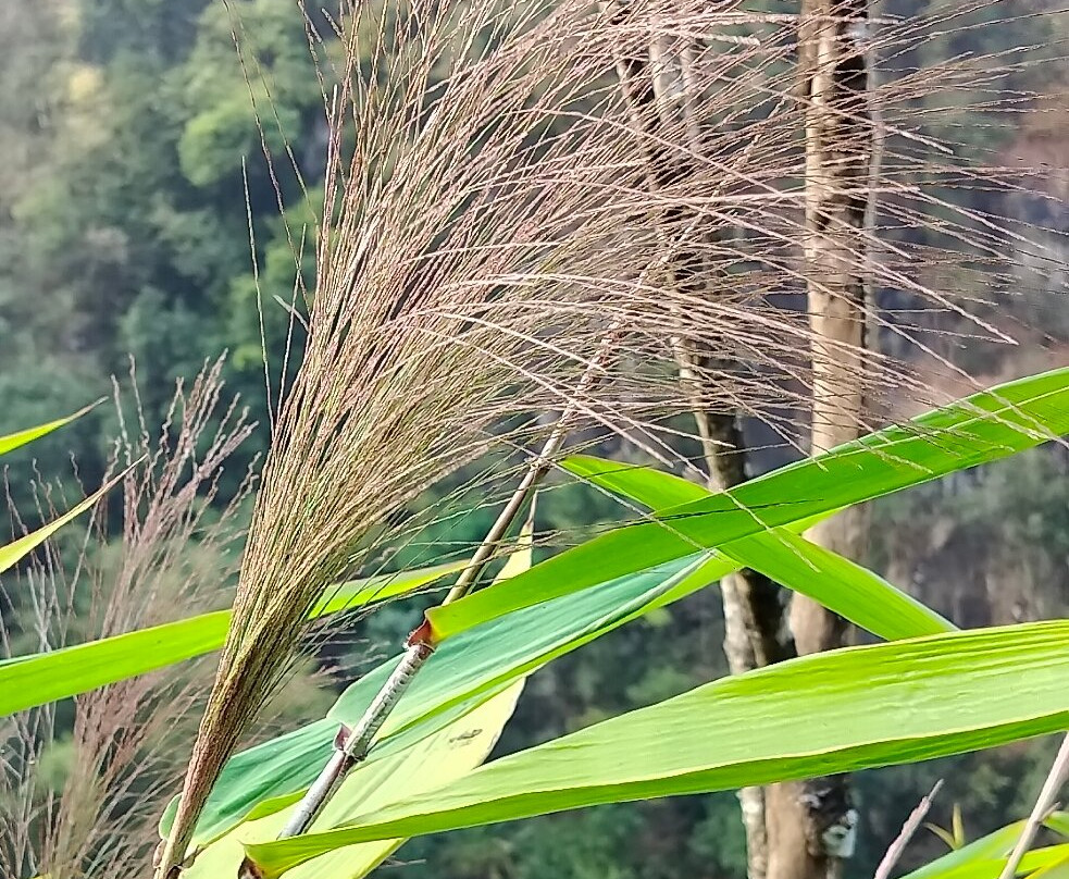 Mawryngkhang Trek景点图片