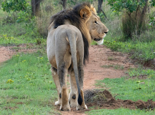 Laluka Safari Lodge主图