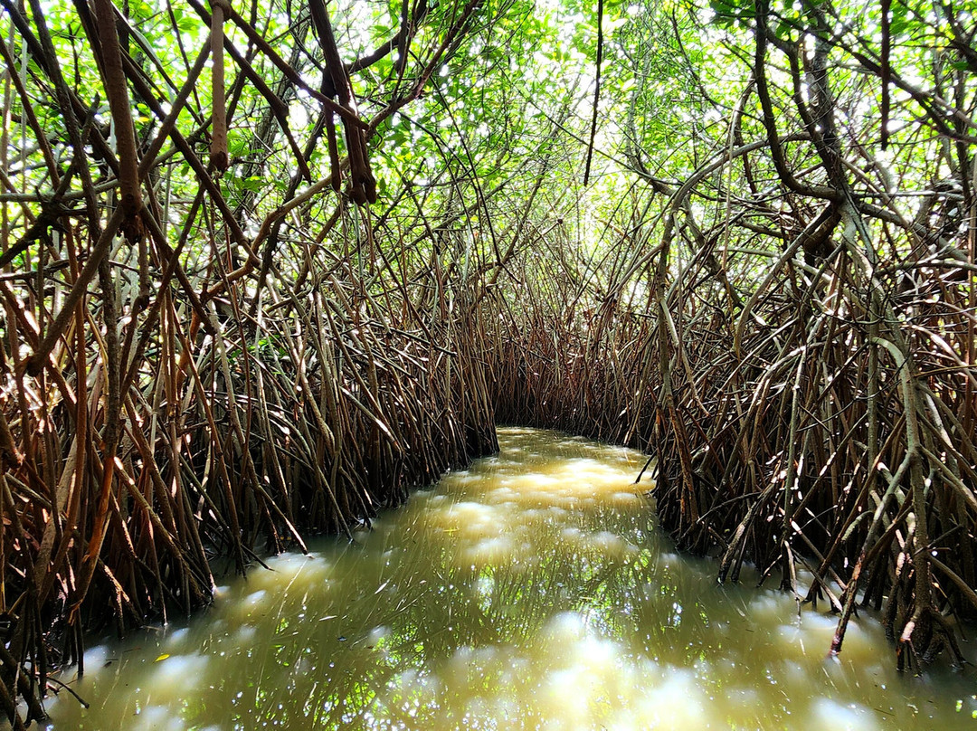 Pichavaram Mangrove Forest-Chidambaram必去景点