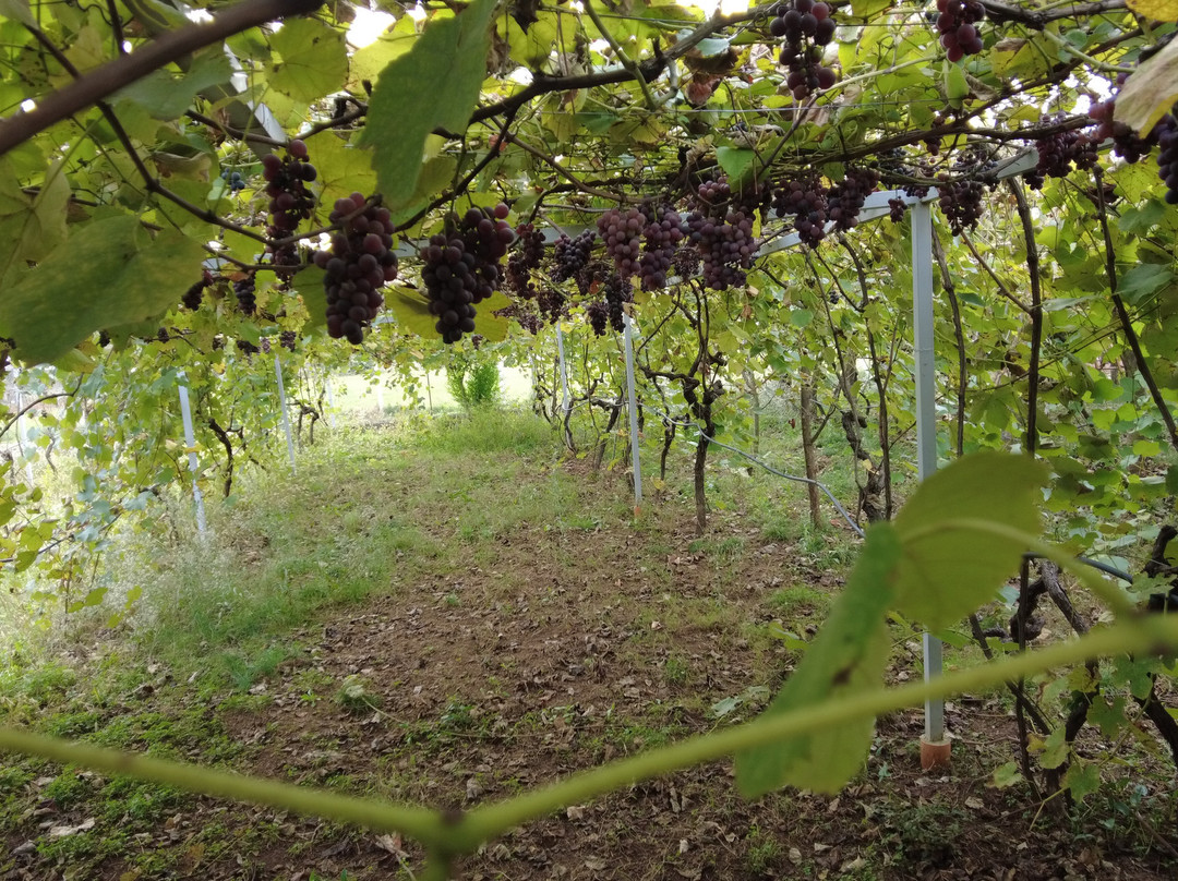 Homestead Albania-Bajze必去景点