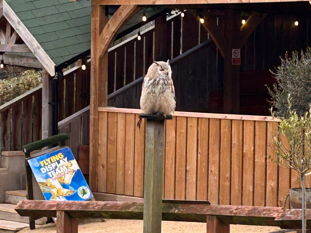 Cheshire Falconry-Northwich必去景点