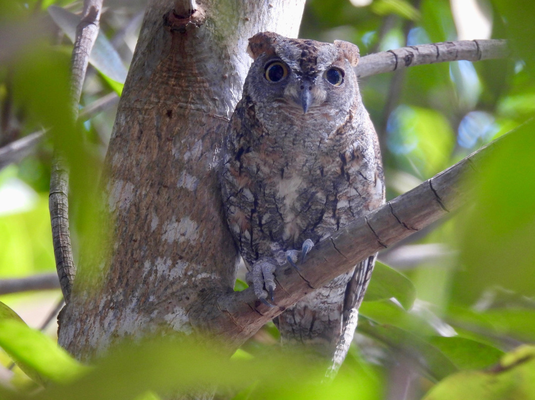 Bird Watching Tours Gambia景点图片