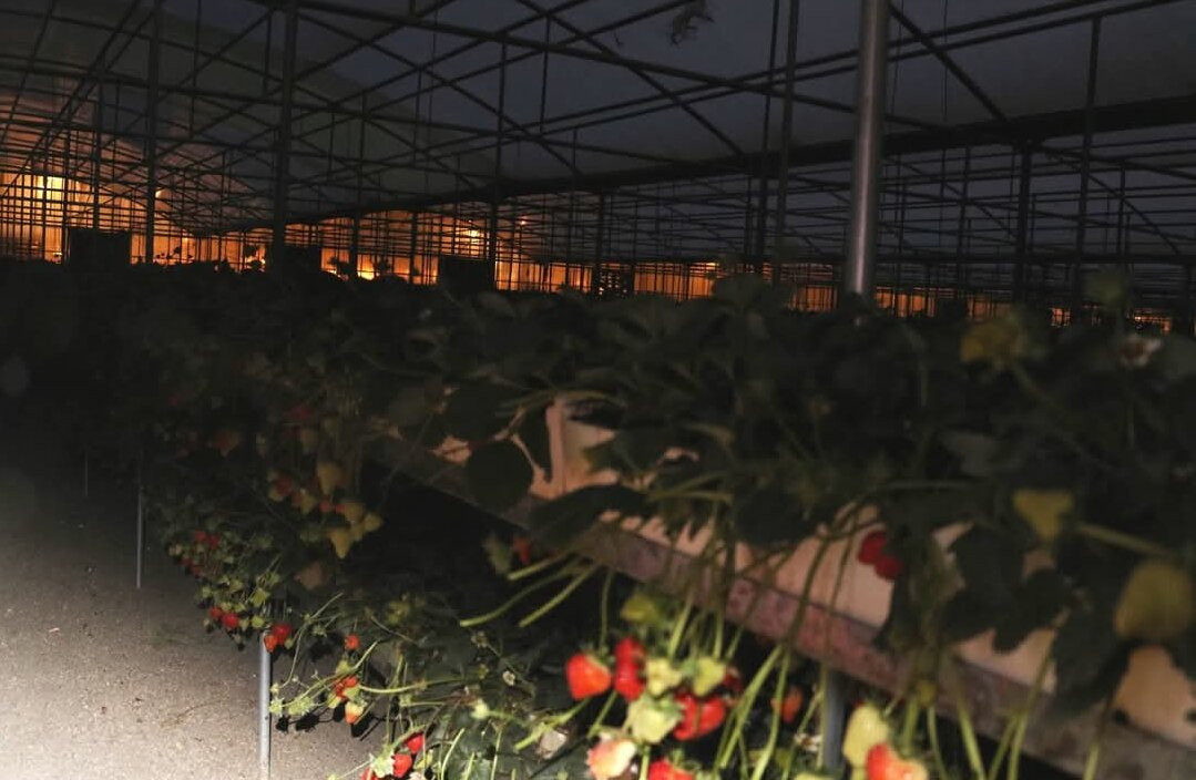 Albohayra Farm-Jahra必去景点