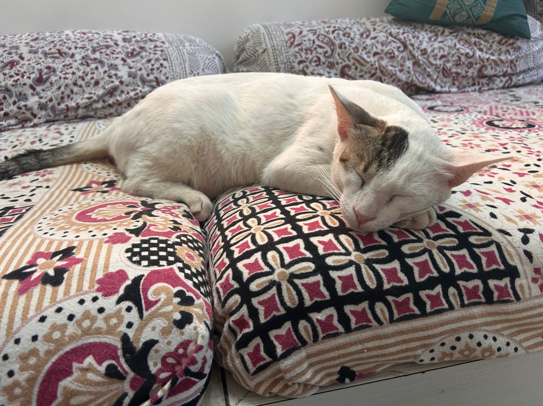 Rosy's Guesthouse主图