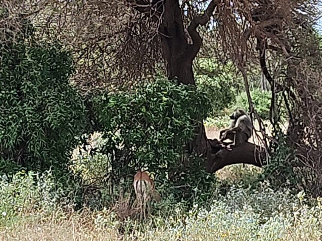 Elara luxury Safaris-蒙巴萨必去景点