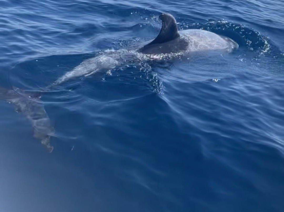 Bob Tours-沙姆沙伊赫必去景点