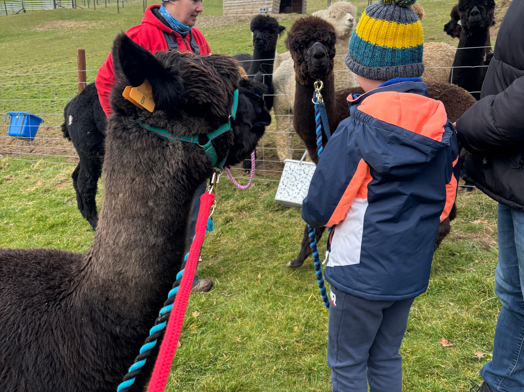 Antur Alpaca At Geufron Farm景点图片