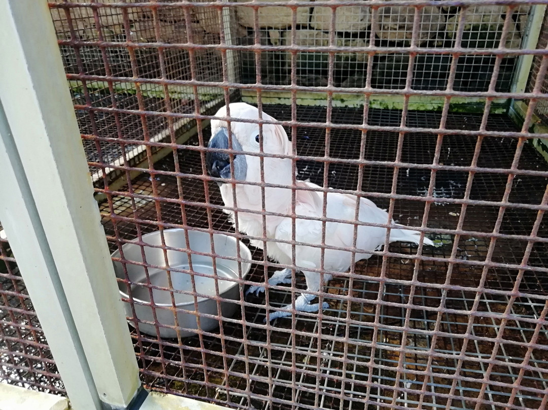 Birdpark Malta景点图片