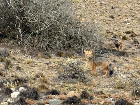 Rent a car Magallanes-纳塔莱斯港必去景点